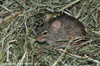 Neumann's Grass Rat - Arvicanthis neumanni