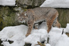 Bobcat - Lynx rufus baileyi