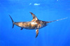 Swordfish