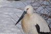 Oriental Stork - Ciconia boyciana