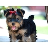 Precious Little Yorkie Puppy