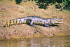 Spectacled caiman (Caiman crocodilus)