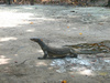 Water monitor lizard (Varanus salvator)