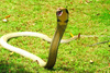 King cobra (Ophiophagus hannah)
