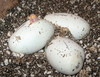albino(amel) Hondurans hatching