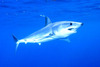 Shortfin mako shark (Isurus oxyrinchus)