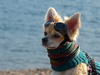 Easydog.com our big little Chihuahua goes to Corsica by bike