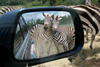 [Funny Animals] Zebras' mirror