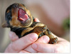 [Funny Animals] Yawning Puppy