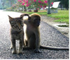 [Funny Animals] Traveling Companion - Cat & Monkey