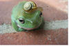 [Funny Animals] Traveling Companion - Frog & Snail