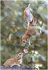 [Funny Animals] Flower Relay of Hamsters