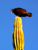 Turkey Vulture (Cathartes aura)