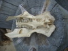 Found animal skull don't know what it is!