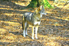 Red Wolf (Canis rufus)