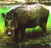 Wild boar (Sus scrofa)