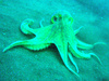 Common octopus (Octopus vulgaris)