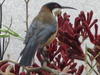 birds i do not know what this bird is called i saw it at the blue mountains while on holiday cou...