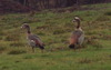 Identify help -- Egyptian goose (Alopochen aegyptiaca)