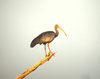 Giant ibis (Thaumatibis gigantea)