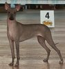 MEXICAN HAIRLESS DOG