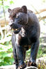 blACK BENGAL tiger -- Black Jaguar
