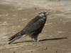 Laggar Falcon juvenile plumage