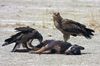 Tawny Eagles on a caracass
