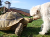 tortoise and best friend ,
