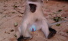Vervet monkeys South Africa