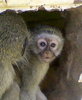Monkey sanctuary www.monkeyproject.org
