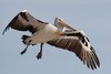 pelican flight 2