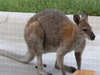 Red necked wallabies