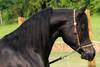 Black Arabian horse