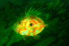 John Dory (Zeus faber)