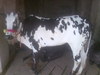 my dairy foarms pictures