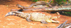 American crocodile (Crocodylus acutus)