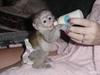 Baby Capuchin Monkeys