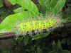 caterpillar identification