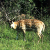 Sika deer (Cervus nippon)