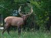 BULL ELK TANGLED WITH CLOTHES LINE