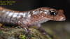 ...ndon, and Wake, 2005 이끼도롱뇽 Korean Crevice Salamander