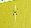 what kind of spider is this big guy?