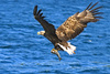 White-tailed Eagle (Haliaeetus albicilla)