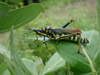 Painted grasshopper (Poekilocerus pictus)