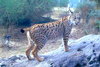 Spanish lynx (Felis pardina)