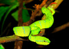Wagler's pit viper (Trimeresurus wagleri)
