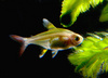 X-ray Fish (Pristella maxillaris)