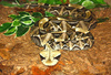 Gaboon viper