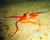 Southern sand octopus (Octopus kaurna)